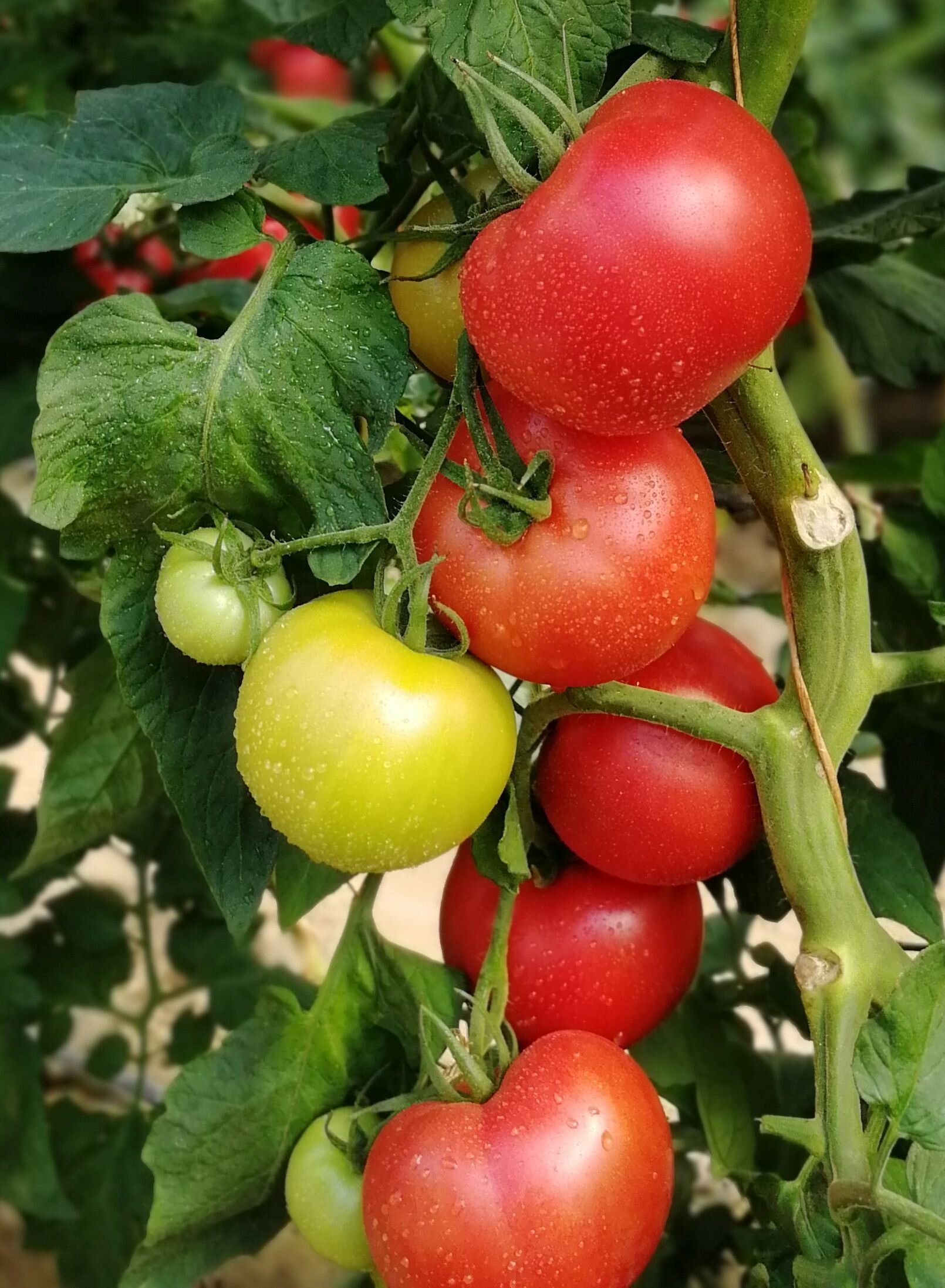 Tomato Fuchsia H