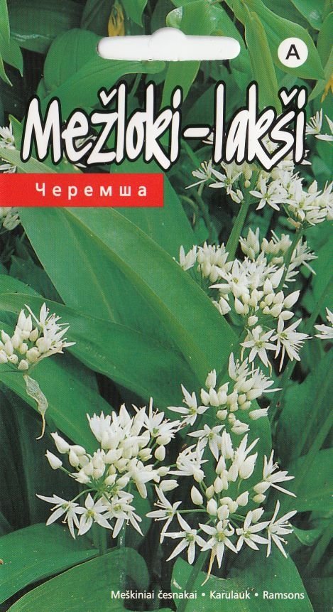 Семена Черемши Купить